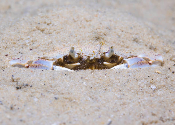 A Three-spot swimming crab (Ovalipes trimaculatus) hiding under the sand on the ocean bottom