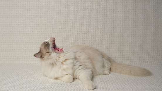 Yawing ragdoll cat on white sofa.