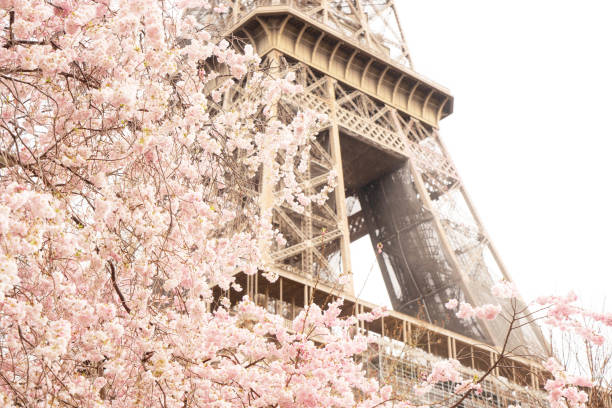 Eiffel Tower with bloooming sacura spring flowers, Paris, France