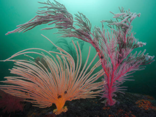 Reef scene with large orange Flagellar sea fan and a Palmate sea fan surrounding it