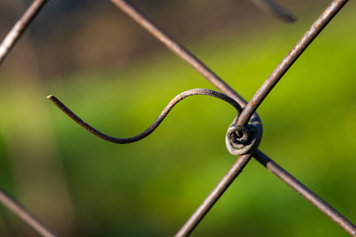 Dead tendrils of vines clinging on the wire fence in a vineyard