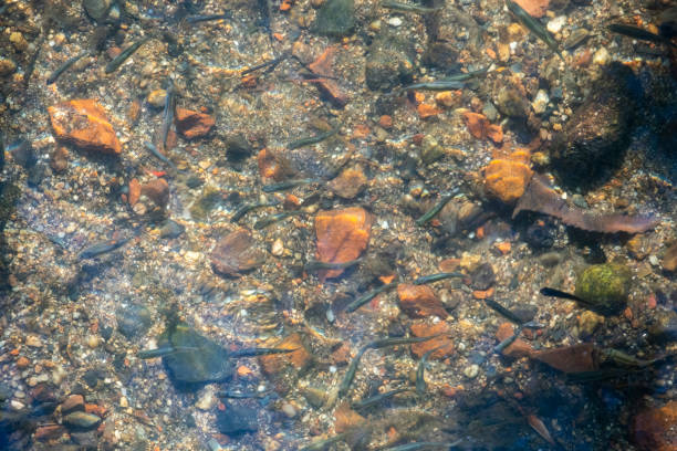 Barbus barbus. Shoal of small barbel looking for food in the current of a river with clear waters. Lot of small fish in the river under water, fish colony, fishing, river wildlife scene Shoal of small barbel looking for food in the current of a river with clear waters. Lot of small fish in the river under water, fish colony, fishing, river wildlife scene tinfoil barb barbonymus schwanenfeldii stock pictures, royalty-free photos & images