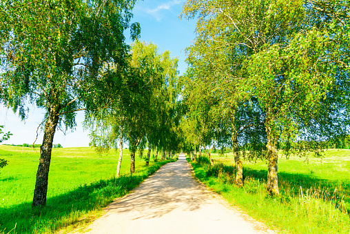 Road leading through green and yellow fields in summer. Single birch trees and blue sky