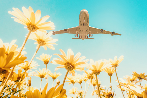 plane flying over spring daisies