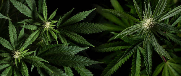 istock Banner background marijuana plants on black background 2068166492