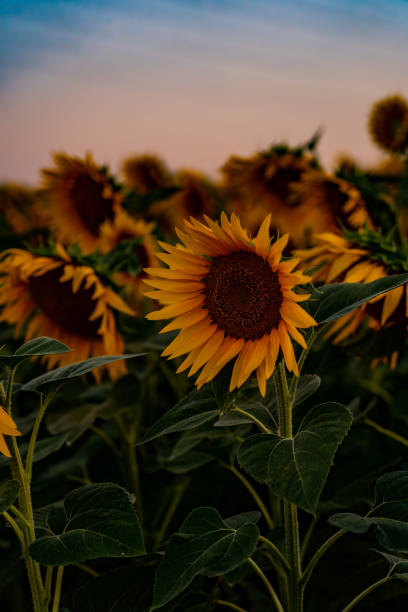 istock a field with several sunflowers growing in the middle 2068189179