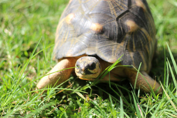 istock Astrochelys radiata ,The radiatedtortoise from Madagascar 2068195103