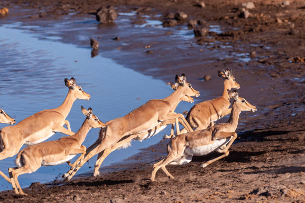 istock Restless Impalas near a waterhole 2068207830