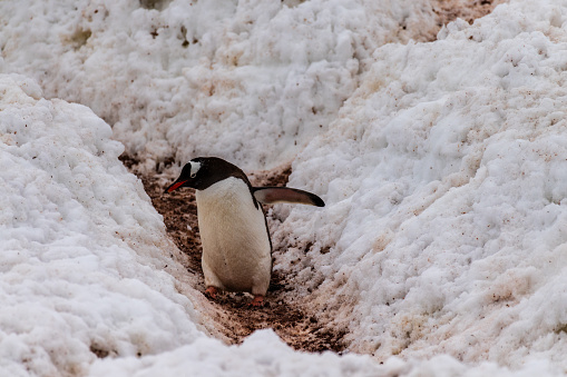Telephoto shot of a Gentoo Penguin -Pygoscelis papua- walking along a Penguin highway laid out in fresh snow on Cuverville island.