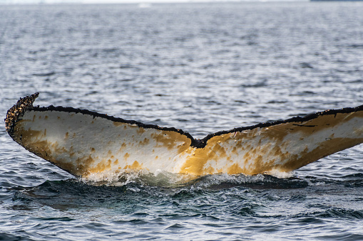 Close-up of the tail of a diving humpback whale -Megaptera novaeangliae. Image taken in the Graham passage, near Charlotte Bay, Antarctic Peninsula.