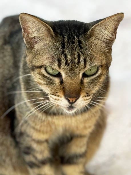 istock Full frame image of domestic cat (Felis catus) displaying 'M' shaped marking on forehead, looking at camera, headshot portrait, focus on foreground 2068233338