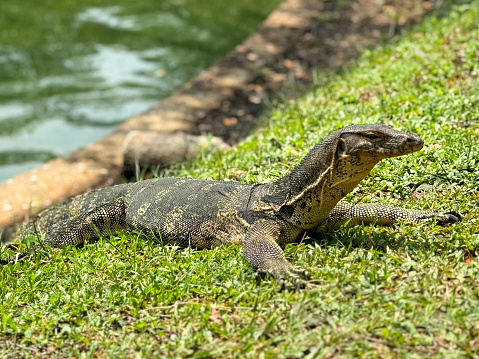 Stock photo showing profile view of an Asian water monitor lizard (Varanus salvator) basking in the sunshine on the grassy bank of a public park.