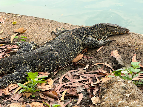 Stock photo showing profile view of an Asian water monitor lizard (Varanus salvator) basking in the sunshine on the dirt bank of a public park.