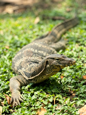 Stock photo showing profile view of an Asian water monitor lizard (Varanus salvator) walking in the sunshine on the grassy bank of a public park.