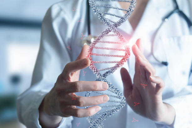 fotografii de stoc, fotografii și imagini scutite de redevențe cu doctorul arată molecule de adn în mână . - adn