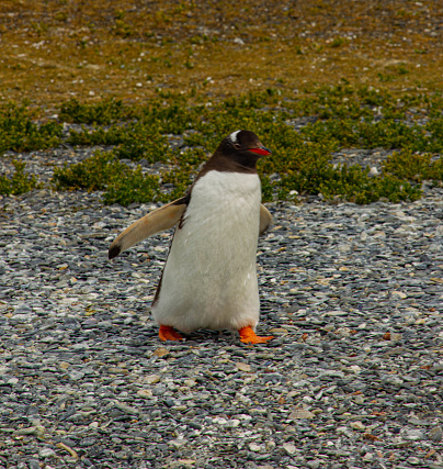 Penguin from Beagle channel