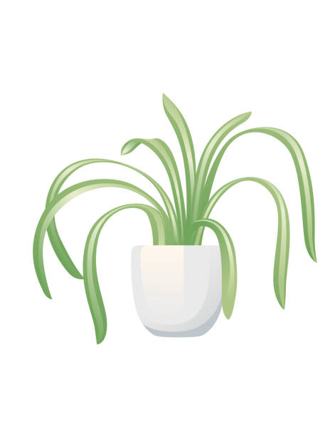 Chlorophytum houseplant in white ceramic pot vector illustration isolated on white background Chlorophytum houseplant in white ceramic pot vector illustration isolated on white background. chlorophytum comosum stock illustrations
