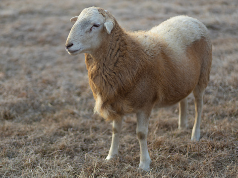 Katahding sheep ram that is relatively young on a rotational grazing paddock in the winter in North Carolina.