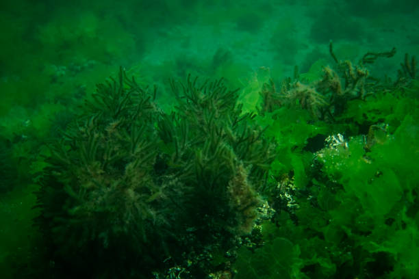 istock Green algae in the Sea of Marmara 2068264492
