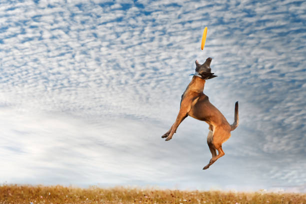 istock Dog playing on the street 2068266691
