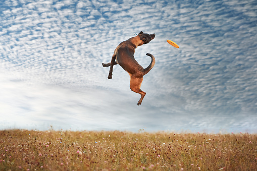 A dog of the breed German Shepherd, Belgian Shepherd, Malinois, plays in a field, in a meadow in the summer, jumps high against the sky. The concept of a healthy lifestyle, for a website, article, animal feed.