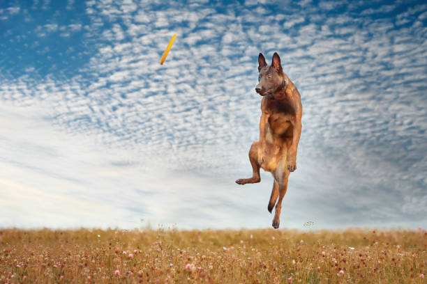 istock Dog playing on the street 2068266697