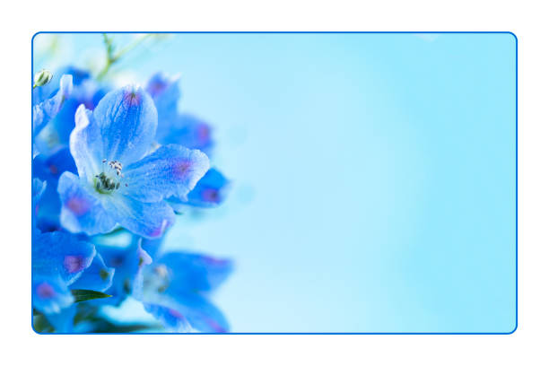 istock Blue flower 