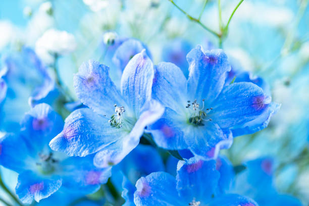 istock Blue flower 