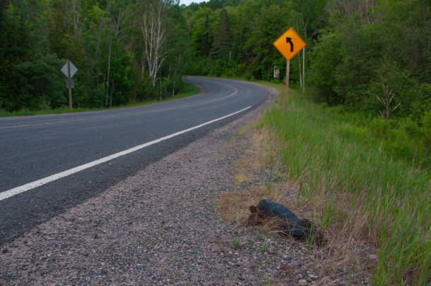An adult Turtle about to cross a highway in rural Canada during the summer