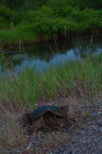 istock A turtle about to cross theroad 2068316070