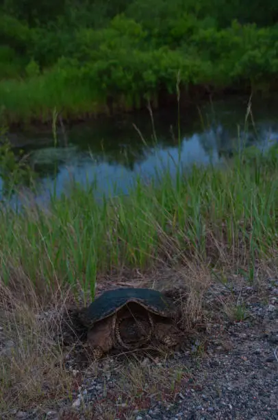 An adult Turtle about to cross a highway in rural Canada during the summer