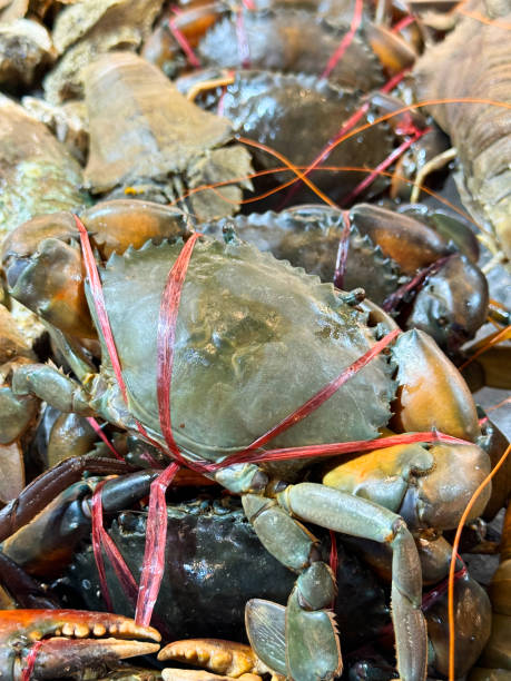 istock Full frame image of heap of fresh caught large trussed up mud crab displayed in crate on fish market fishmonger display, elevated view 2068316525
