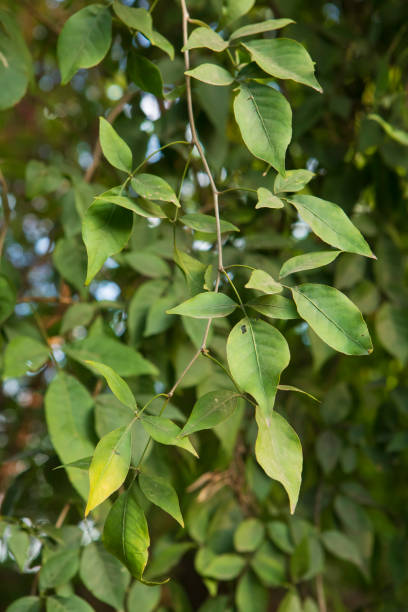 istock Wood-apple leaves 2068318109