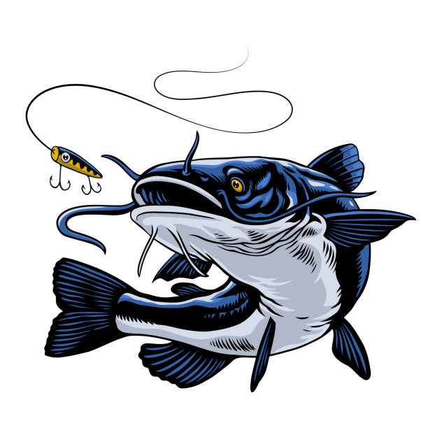 Hand Drawn Illustration of Blue Catfish Catching the Fishing Lure Vector of Hand Drawn Illustration of Blue Catfish Catching the Fishing Lure catfish stock illustrations