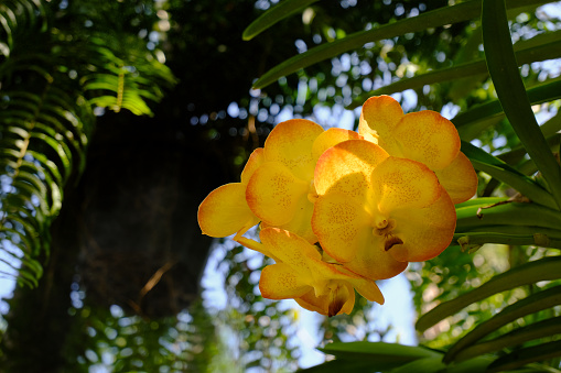 Vandachostylis Conference Gold in the garden, Vanda yellow Orchid.