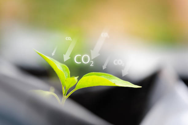 istock Witness tree's carbon dioxide absorption and reduction in environmental impact. Explore sustainability through nature's eco-friendly processes 2068355482