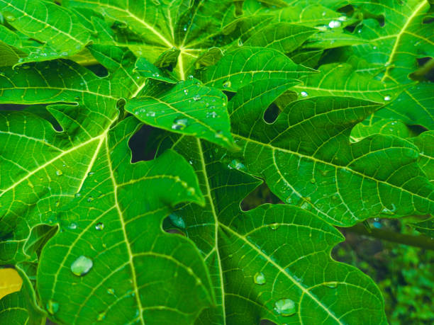 istock raindrops on a papaya tree leaf in the morning that can be used as a background 2068360227