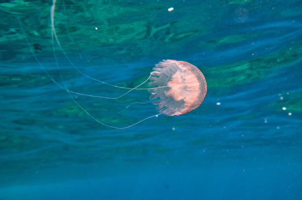 istock Pelagia noctiluca swimming near water surface 2068381202