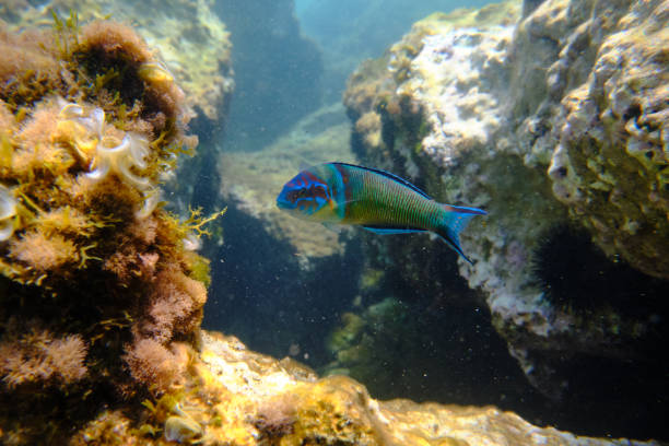 Exotic fish swimming in ocean Small tropical Ornate wrasse fish in habitat swimming near coral reefs in clean sea water thalassoma pavo stock pictures, royalty-free photos & images