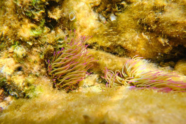 Wild anemones with colorful tentacles on coral reef on bottom of deep sea with clear water on summer day in nature