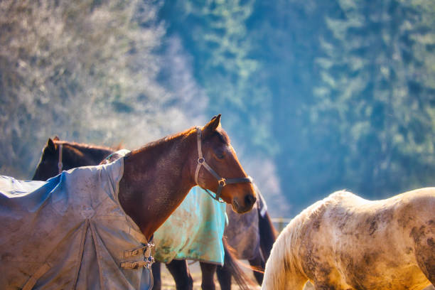 Two harnessed ponies, one brown and white and the other a darker brown, are seen pulling in tandem with blurred people in the background.