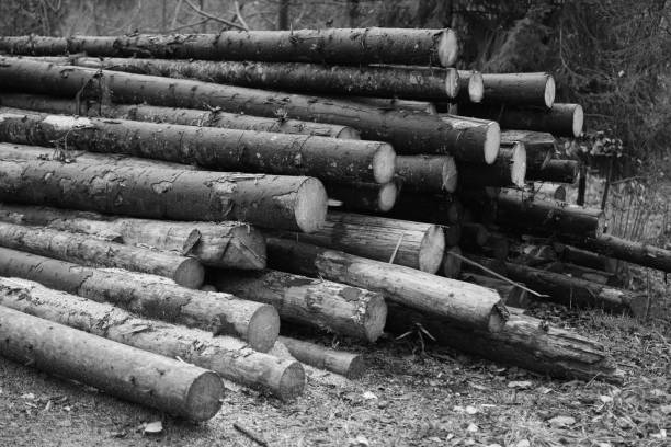 istock Logging timber wood industry. Cut trees along a road prepared for removal. 2068401012
