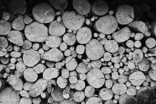 Log spruce trunks pile. Sawn trees from the forest. Logging timber wood industry. Cut trees along a road prepared for removal. High quality photo