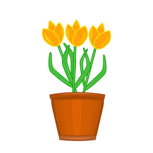Vector illustration of Flowers in pot isolated on white background. Terracotta flowerpot with tulips.