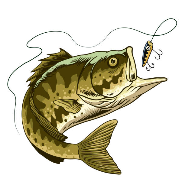 ilustrații de stoc cu pește de biban cu gură mare care prinde momeala de pescuit - pescuit