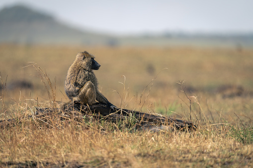 Olive baboon sits in profile on log