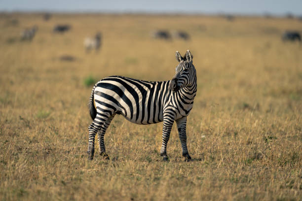 istock Plains zebra stands turning head in savannah 2068421816