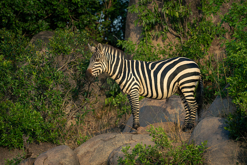 Plains zebra stands with catchlight on rocks