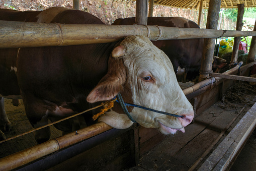 Male cows, Bos taurus, in the farmhouse in Kulon Progo, Yogyakarta, Indonesia.