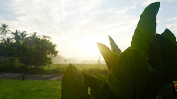 folhas verdes naturais, fundos e o nascer do sol. - plant taro textured new leaf - fotografias e filmes do acervo